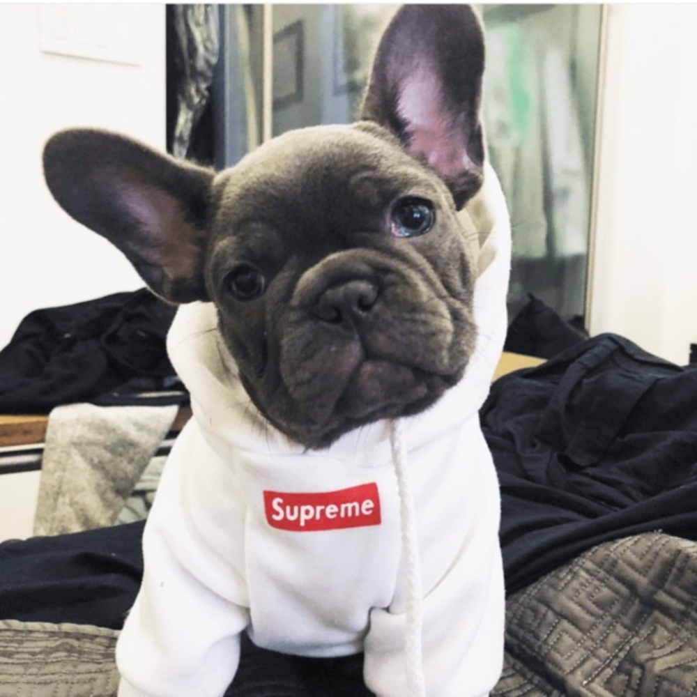 “Supreme” box logo hoodie FOR DOGS!